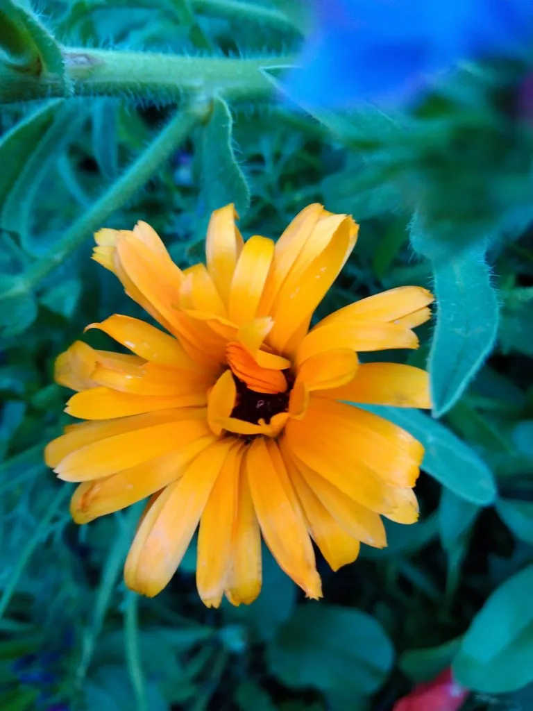 Чайная беседка