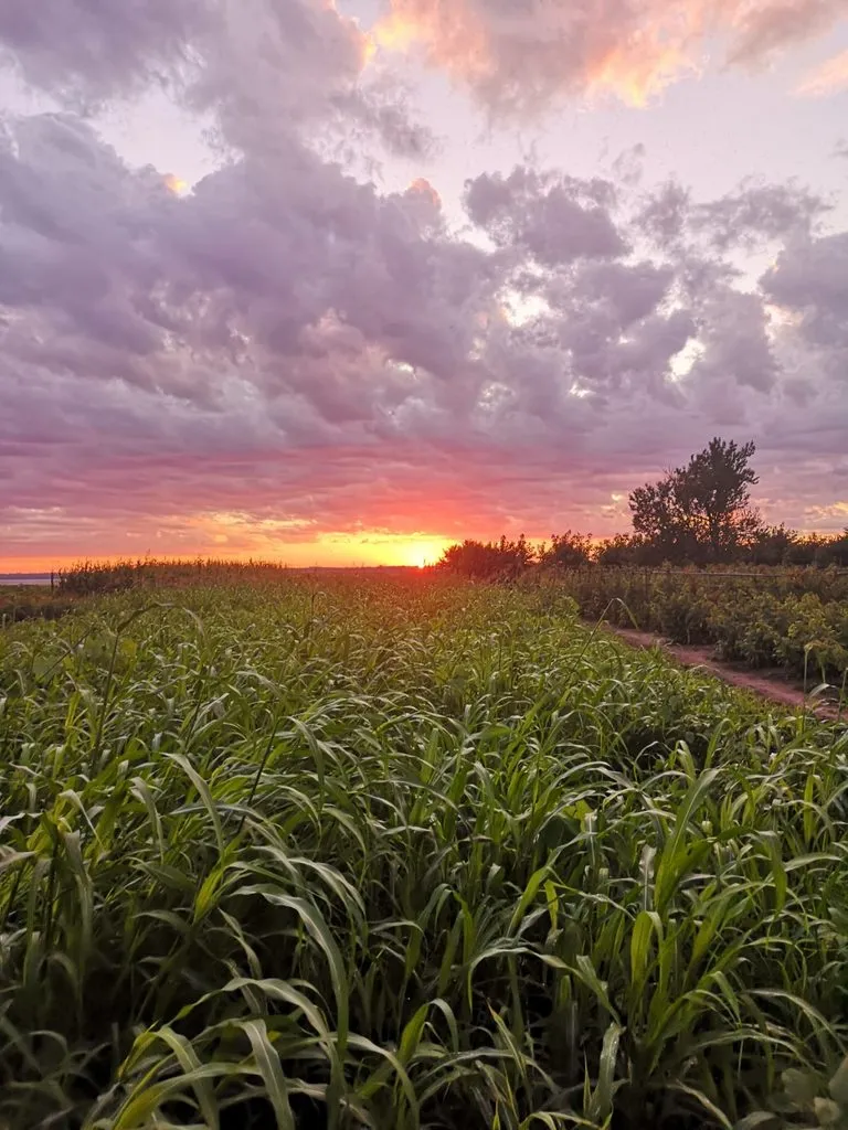 Чайная беседка