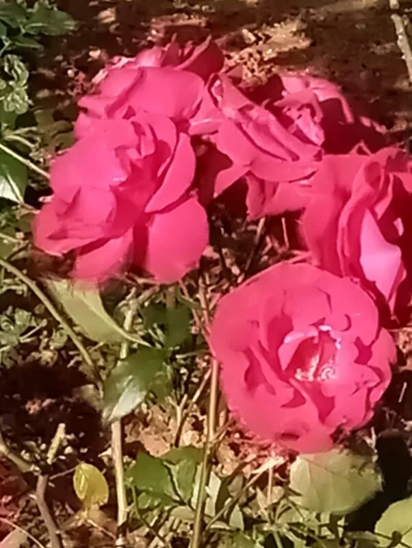 Чайная беседка