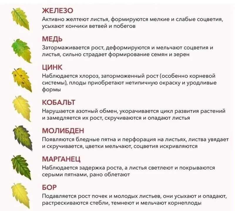 Садово-огородная  инфографика
