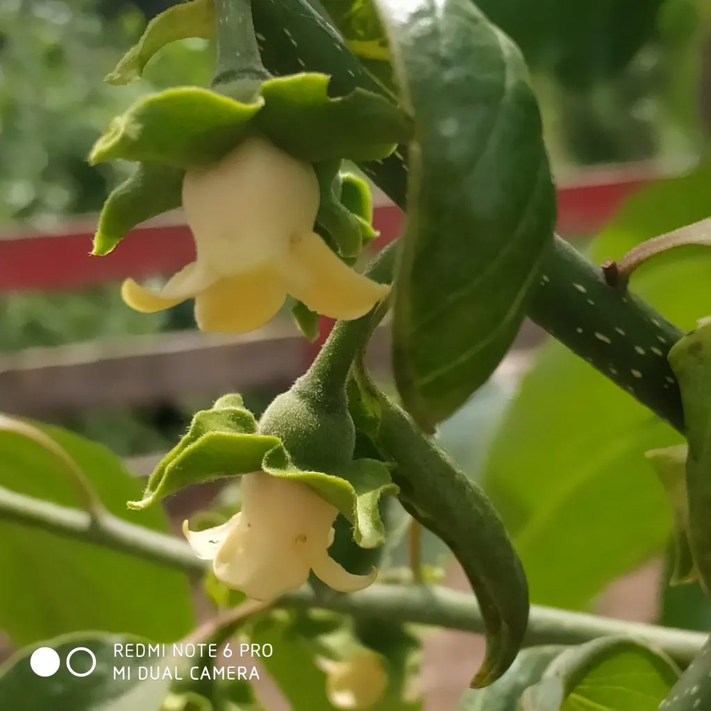 Чайная беседка