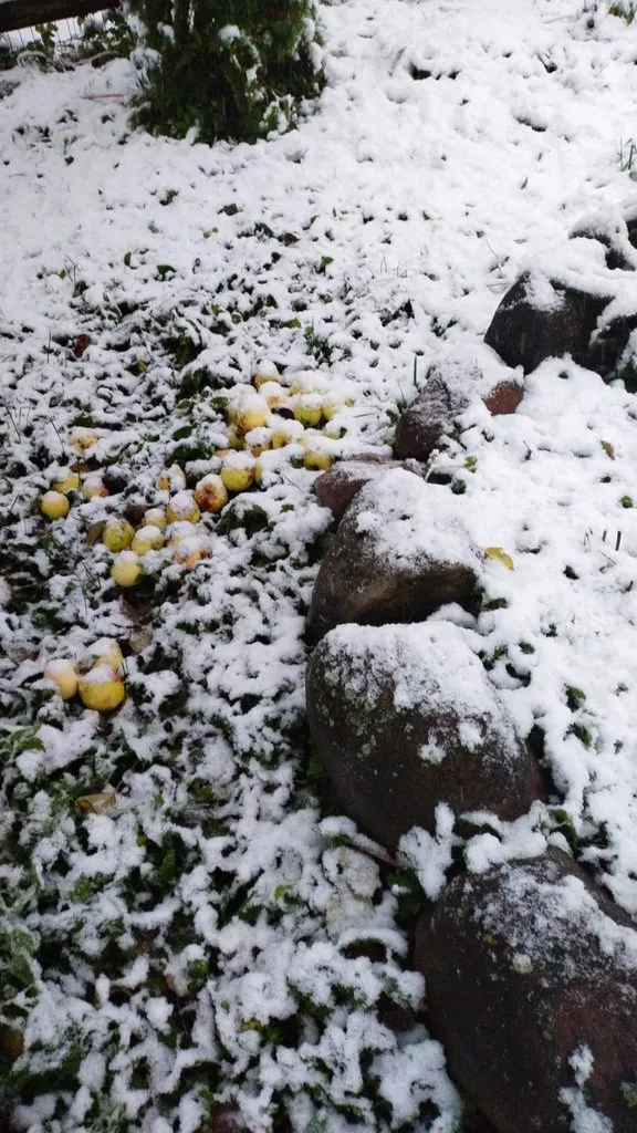 Чайная беседка