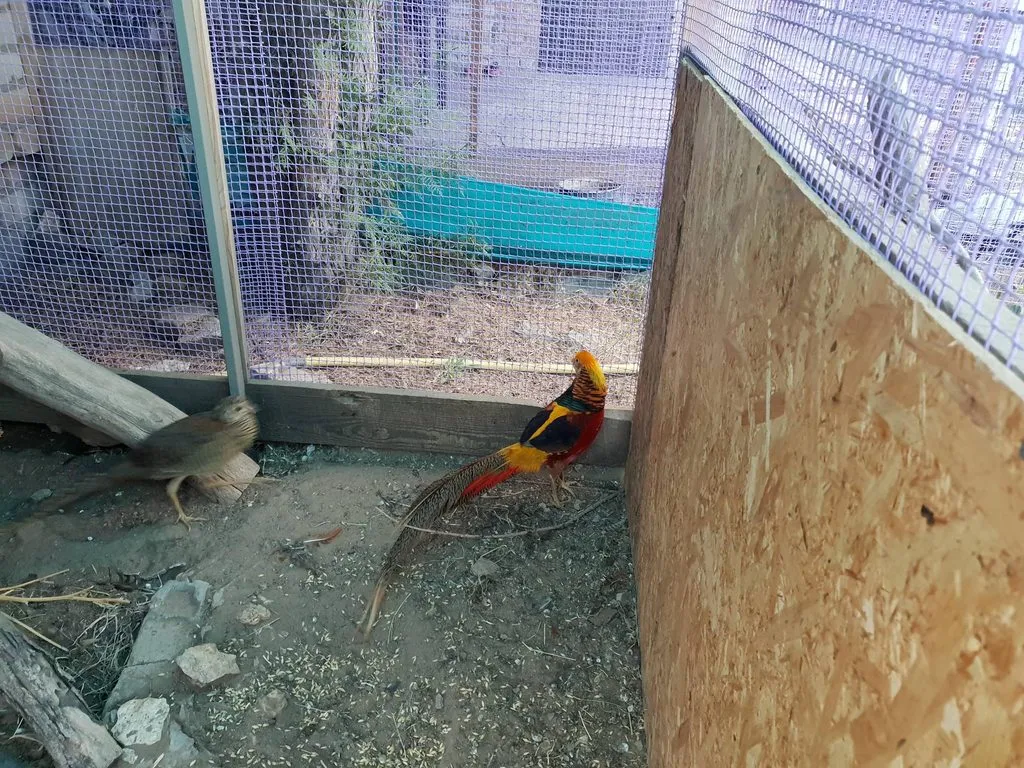 Чайная беседка