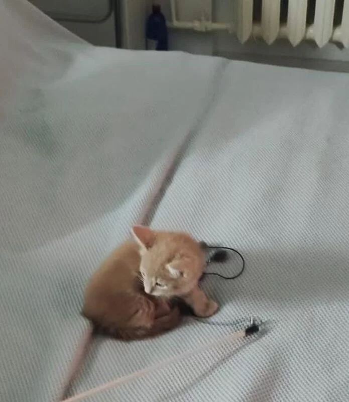 Чайная беседка