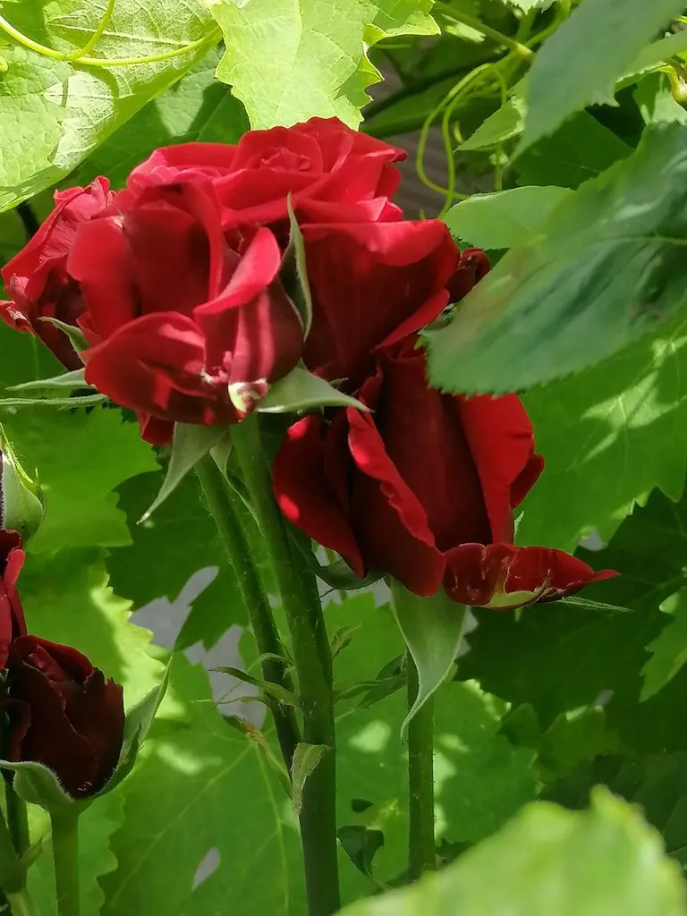 Чайная беседка