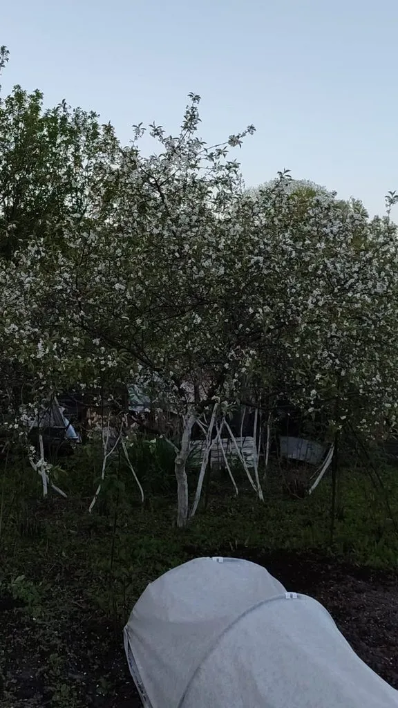 Чайная беседка