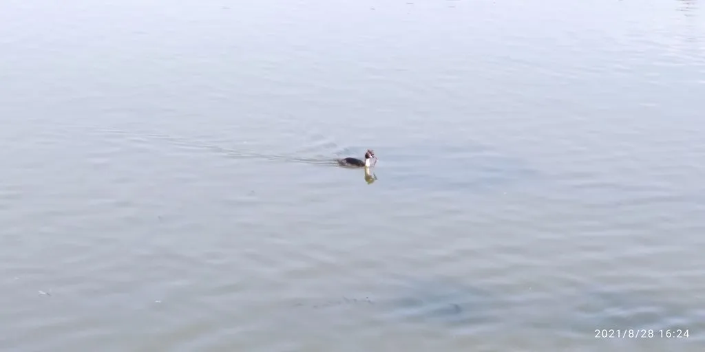 Tapтaлeтки & Ко