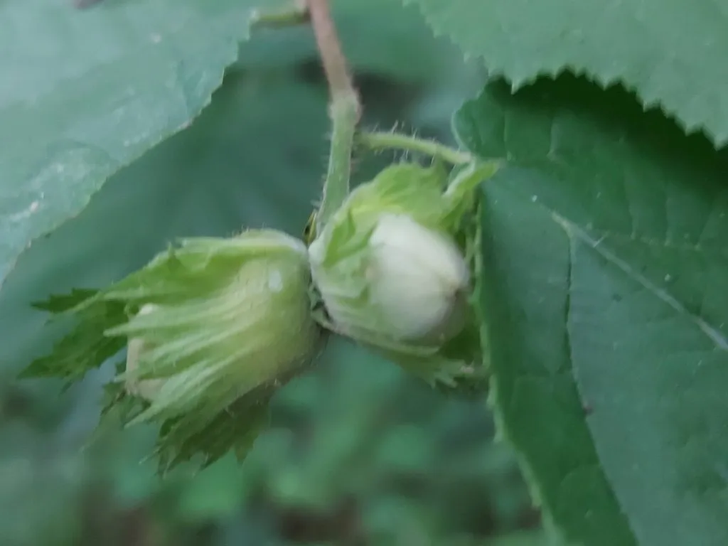 Чайная беседка