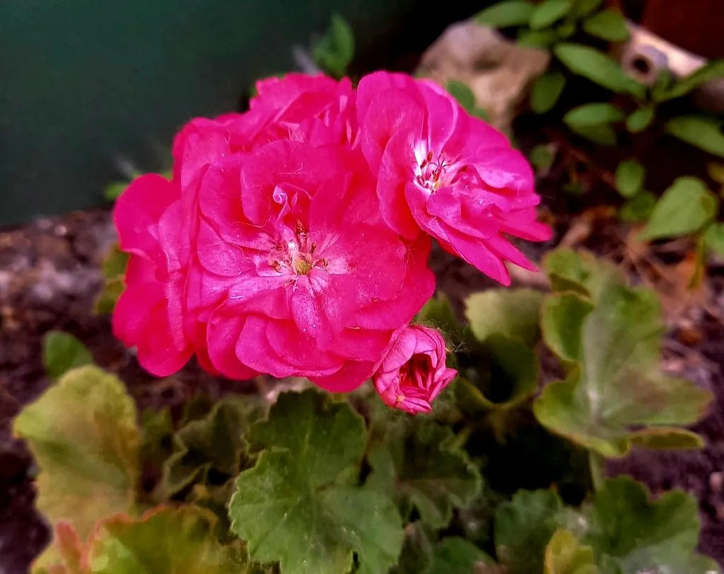 Чайная беседка