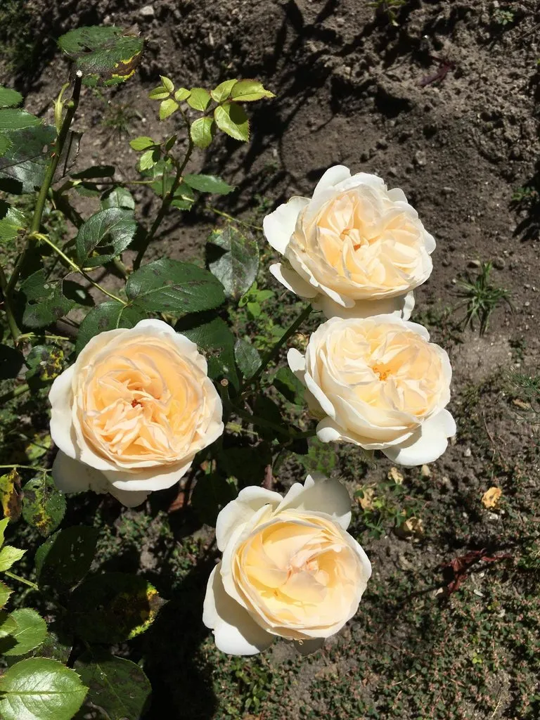 Чайная беседка