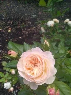 Чайная беседка