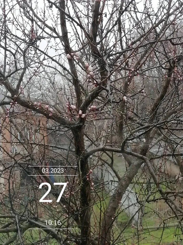 Чайная беседка