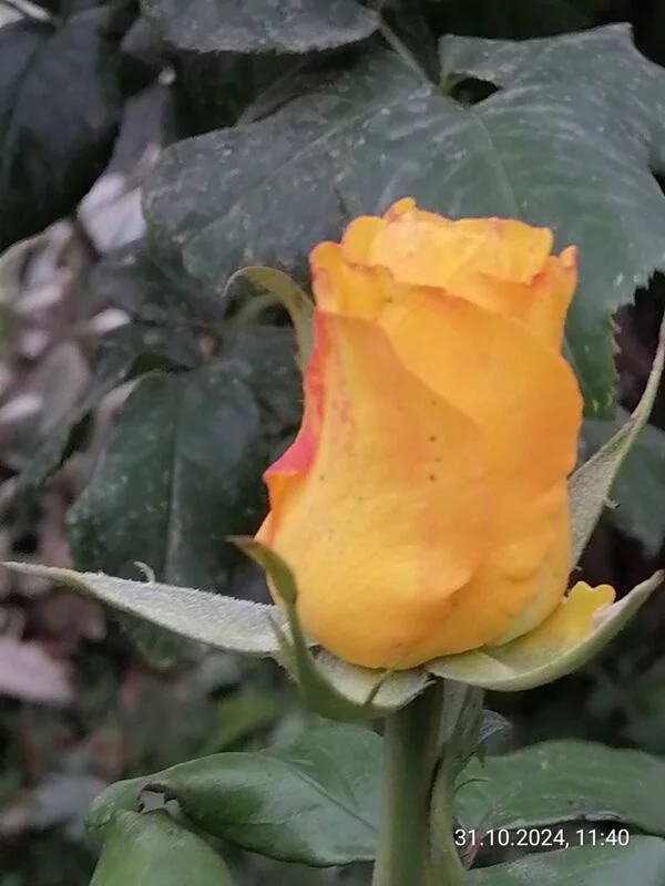 Чайная беседка