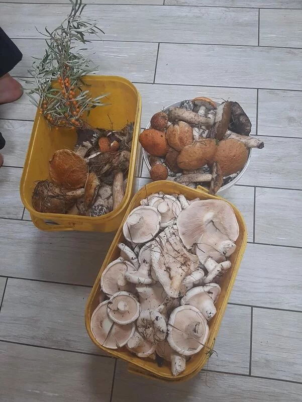 По грибы с лукошком