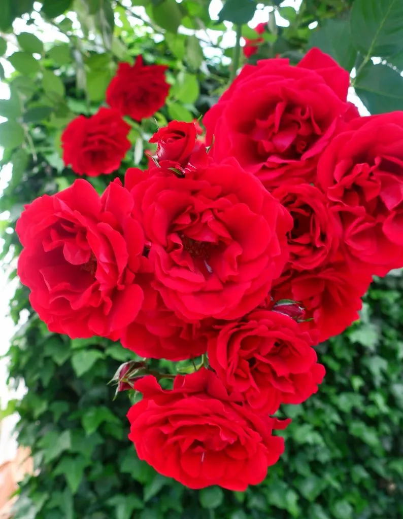 Чайная беседка