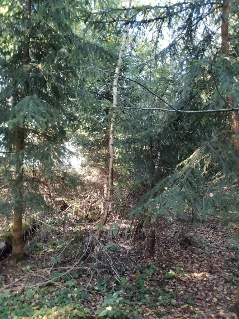 Чайная беседка