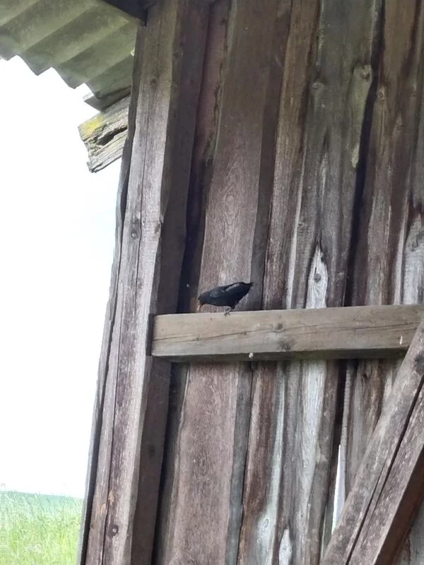 Чайная беседка