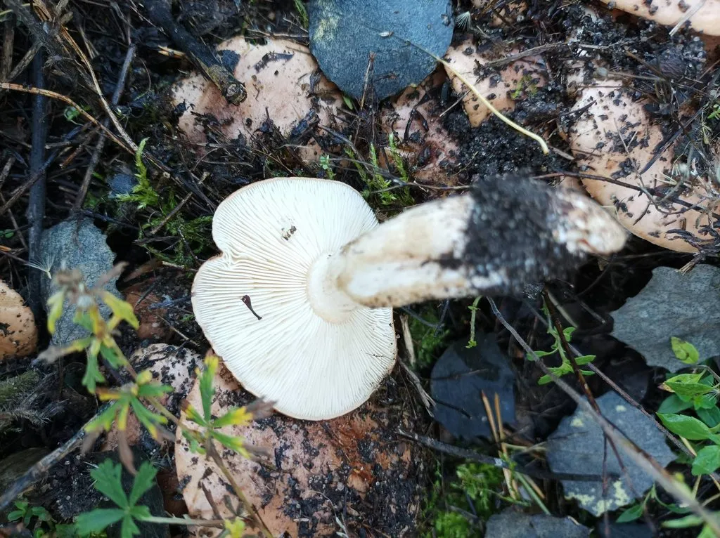 По грибы с лукошком