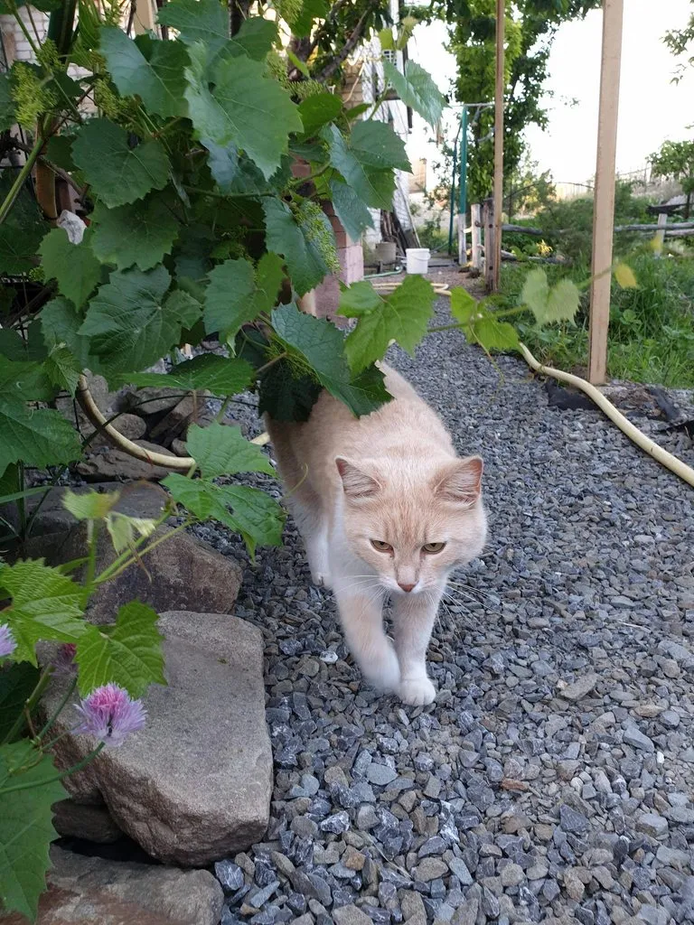 Чайная беседка