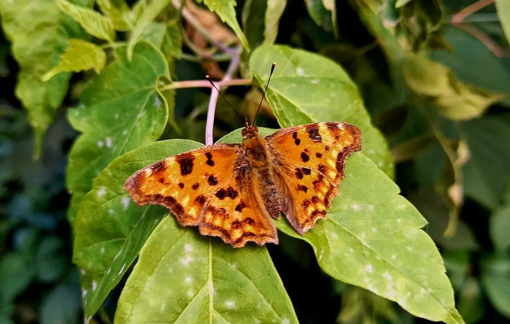 Чайная беседка