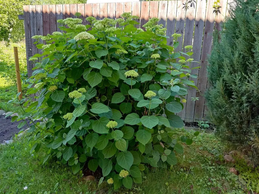 Чайная беседка