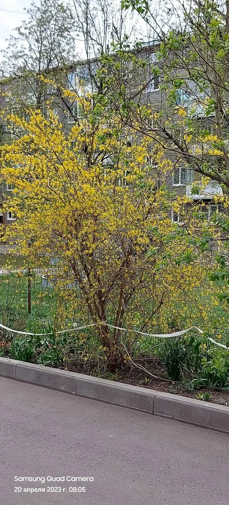 Чайная беседка