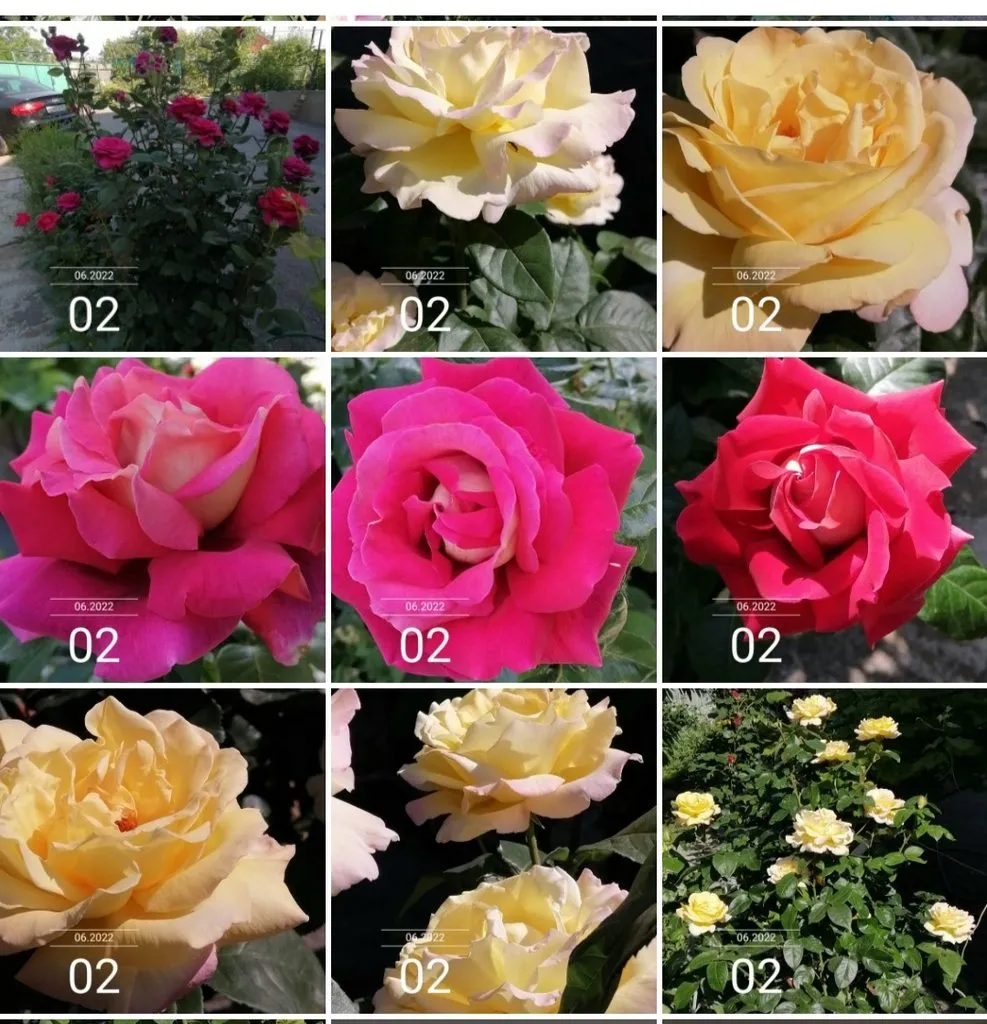 Чайная беседка