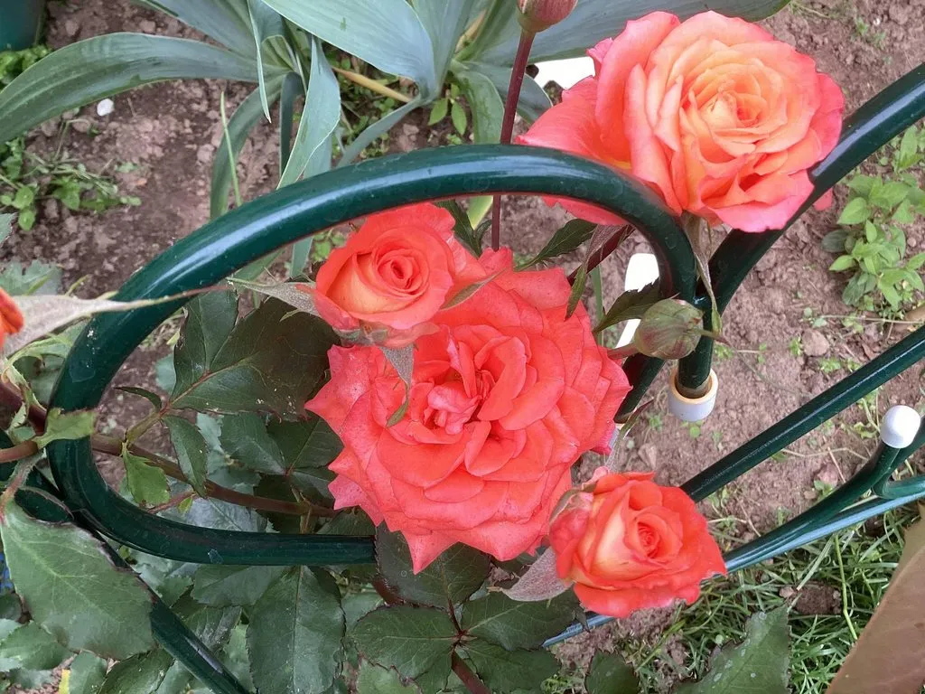 Флора