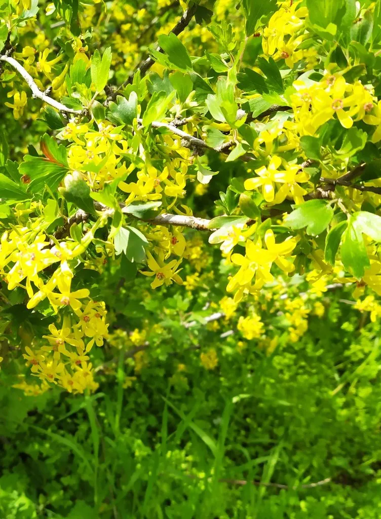 Чайная беседка