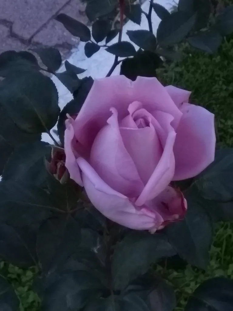 Чайная беседка