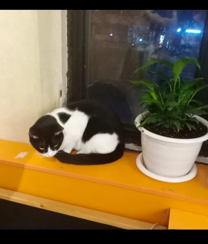Кошичкина полиция