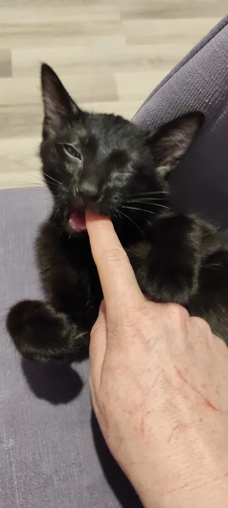 Tapтaлeтки & Ко