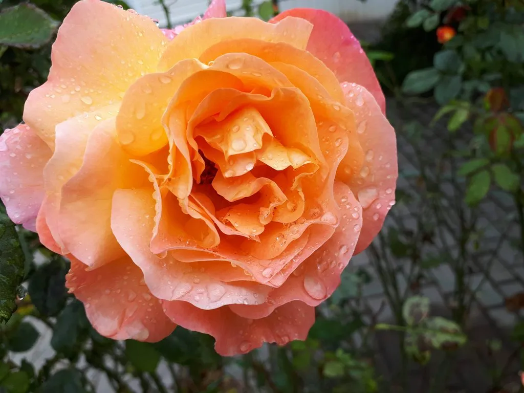 Чайная беседка