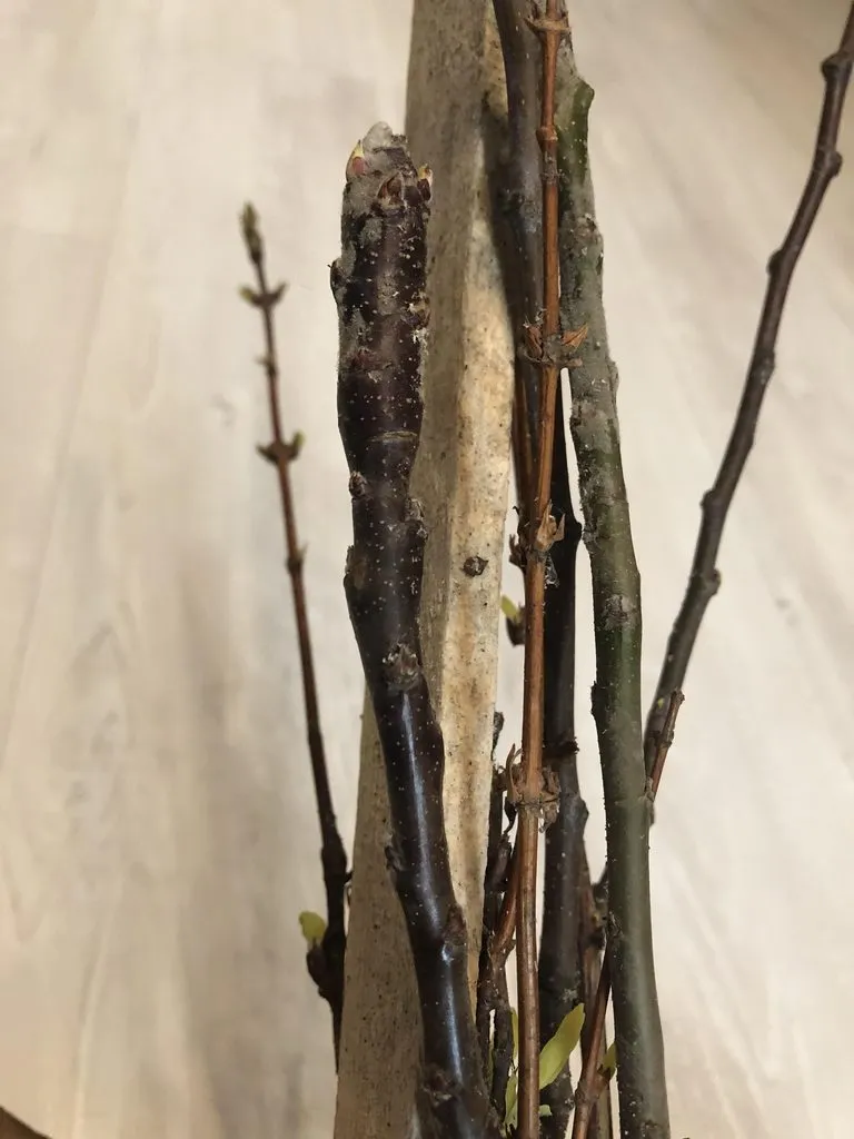 Пора выращивать рассаду