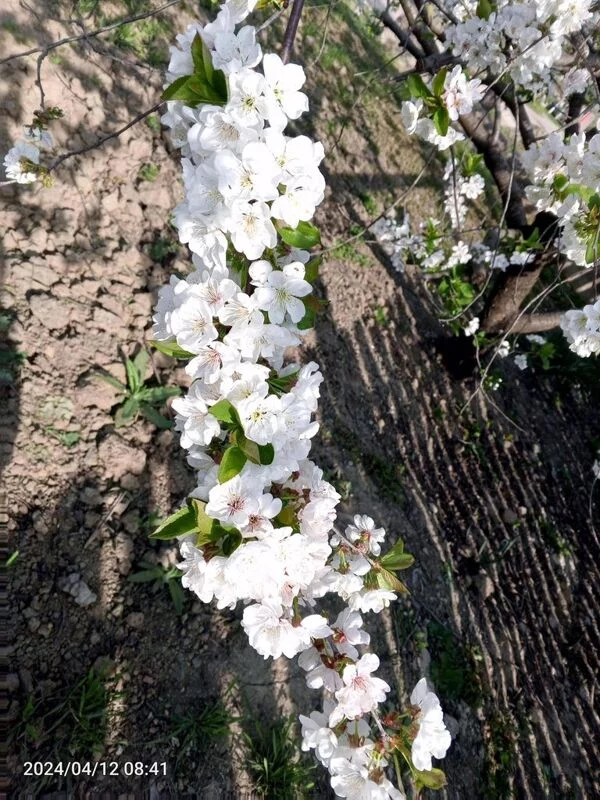 Чайная беседка