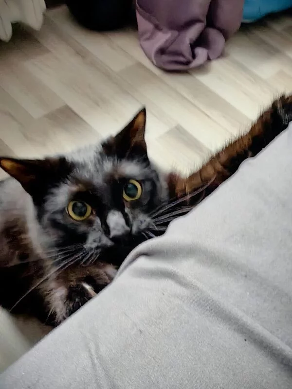 Tapтaлeтки & Ко