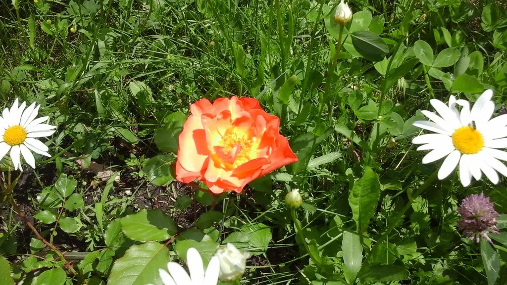 Чайная беседка