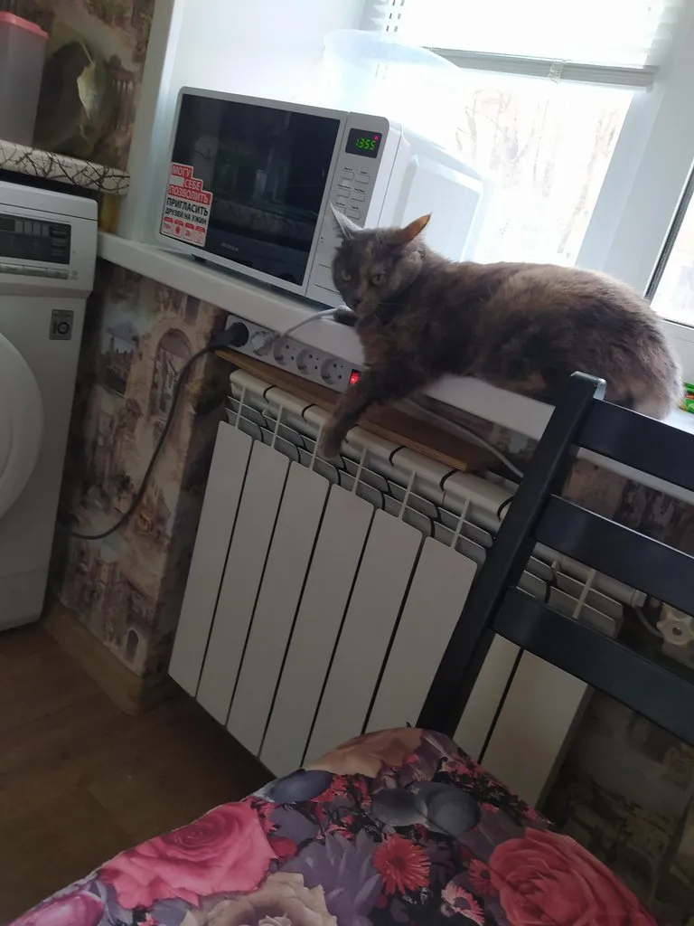 Tapтaлeтки & Ко