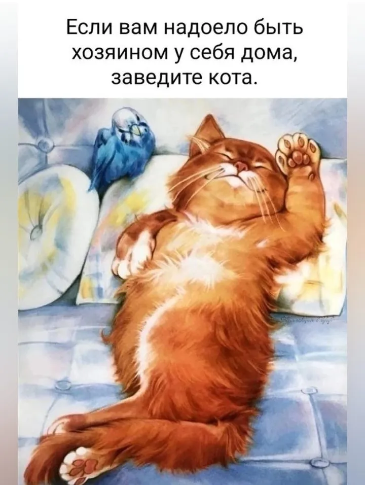 Кошичкина полиция