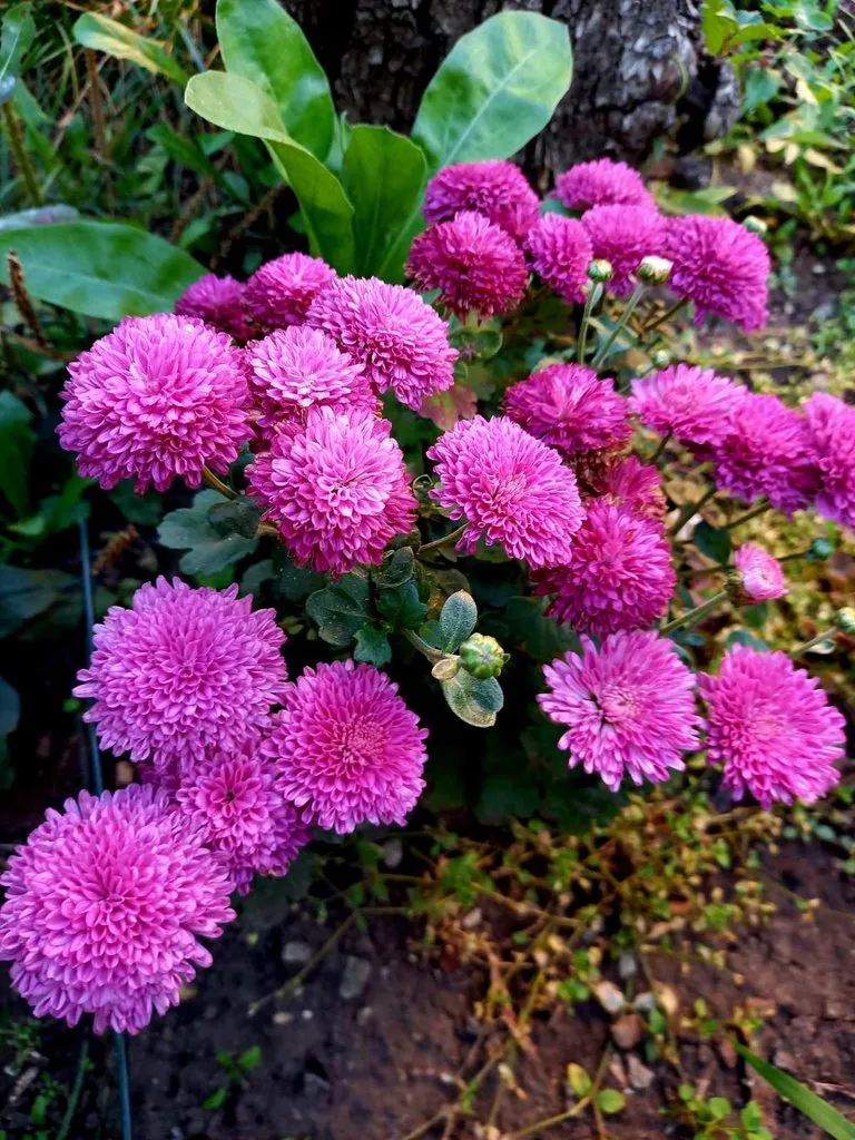 Чайная беседка