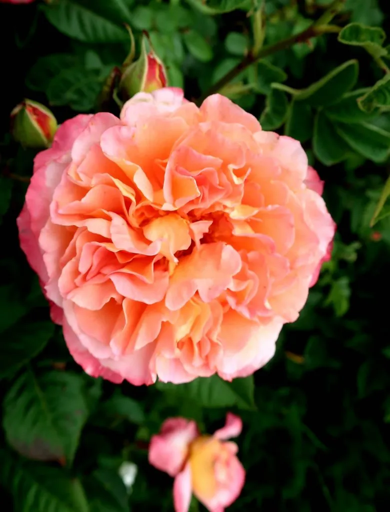 Чайная беседка