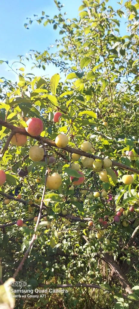 Чайная беседка