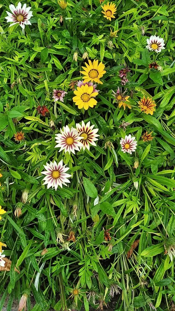 Tapтaлeтки & Ко