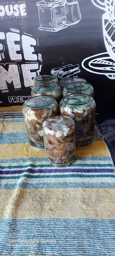 Tapтaлeтки & Ко