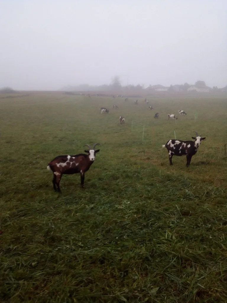 Чайная беседка