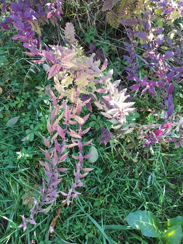 Чайная беседка