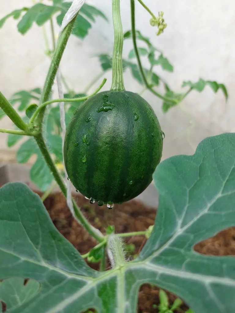 Флора