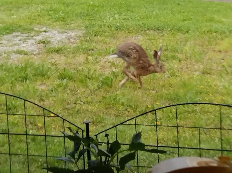 Чайная беседка