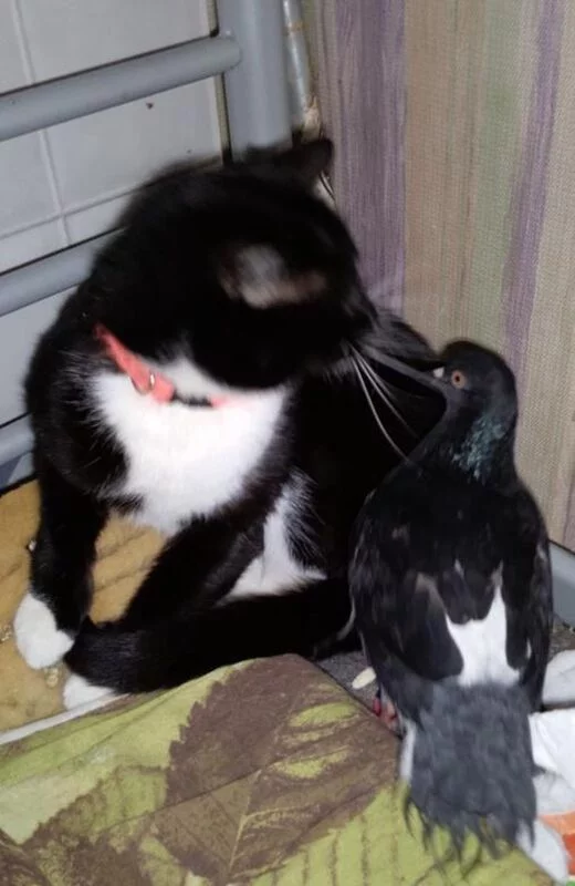 Tapтaлeтки & Ко