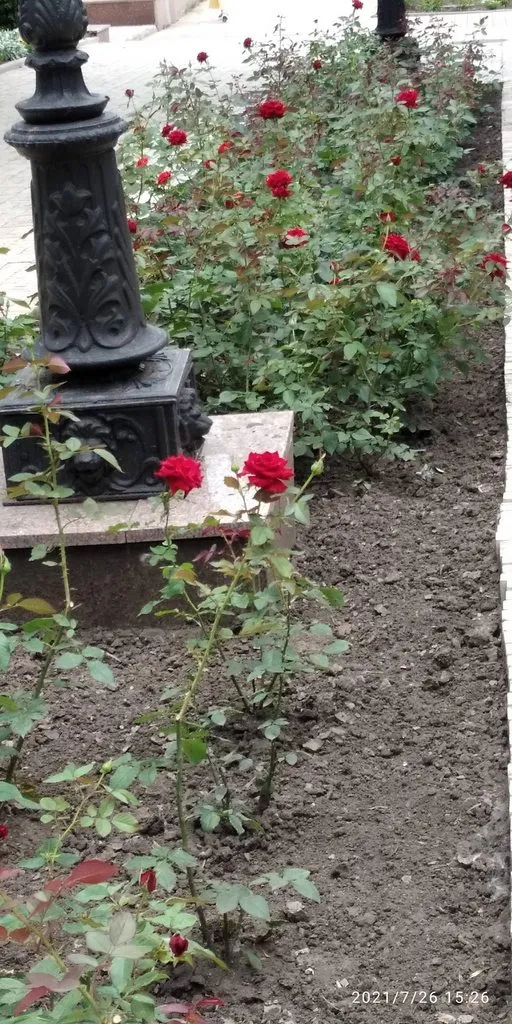 Tapтaлeтки & Ко